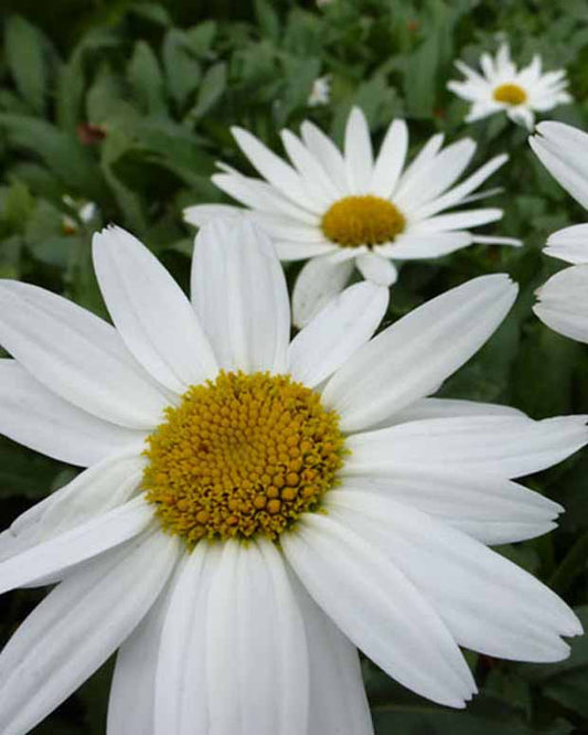 Margriet Gruppenstolz Leucanthème Gruppenstolz - Leucanthemum x superbum gruppenstolz - Tuinplanten