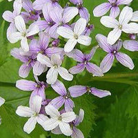 Judaspenning - Lunaria rediviva - Tuinplanten