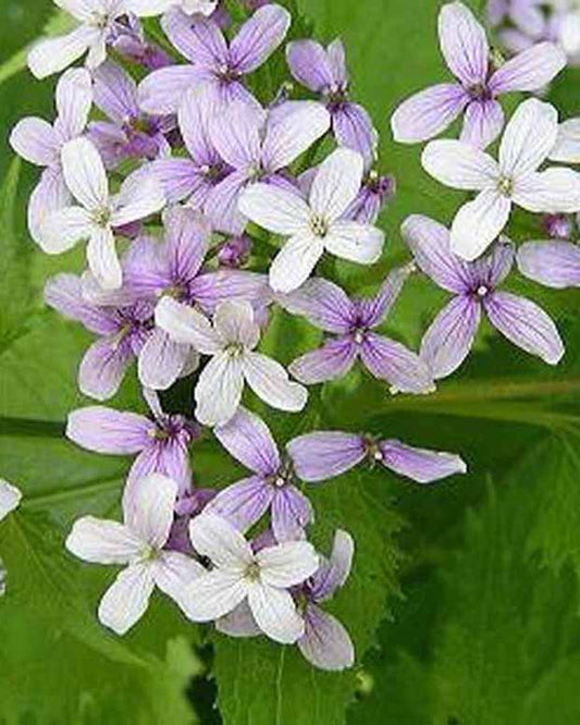 Judaspenning - Lunaria rediviva - Tuinplanten