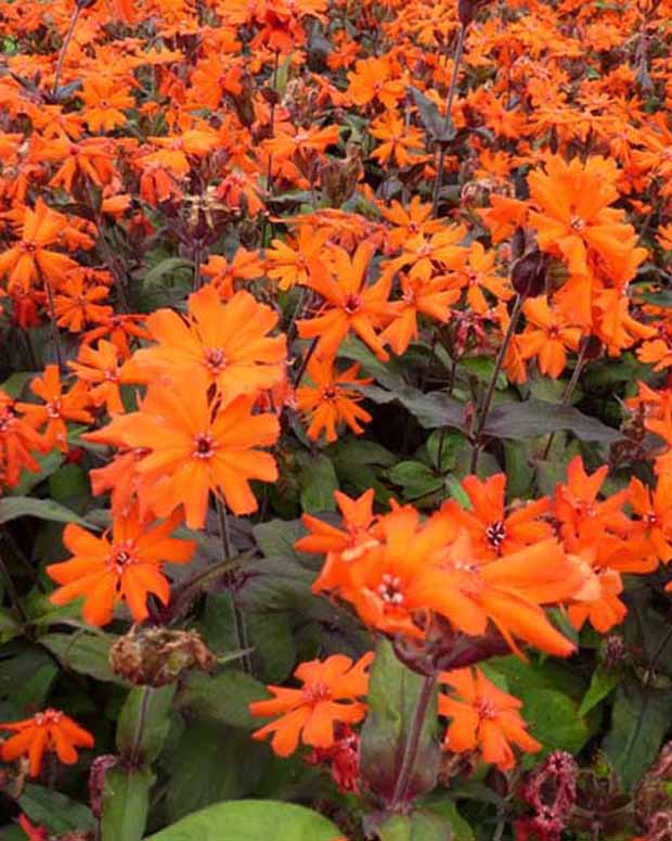 Koekoeksbloem Arkwrightii Vesuvius - Lychnis arkwrightii vesuvius - Tuinplanten