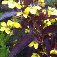 Wederik Firecracker - Lysimachia ciliata firecracker - Tuinplanten