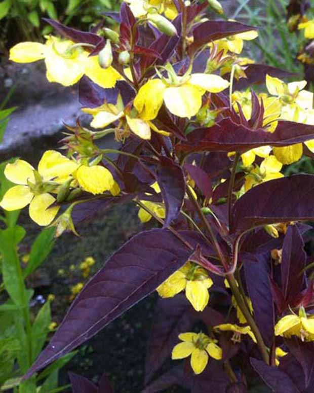 Wederik Firecracker - Lysimachia ciliata firecracker - Vaste planten