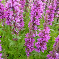 Kattestaart - Lythrum salicaria zigeunerblut - Tuinplanten