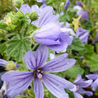 Kaasjeskruid - Malva sylvestris primley blue - Tuinplanten