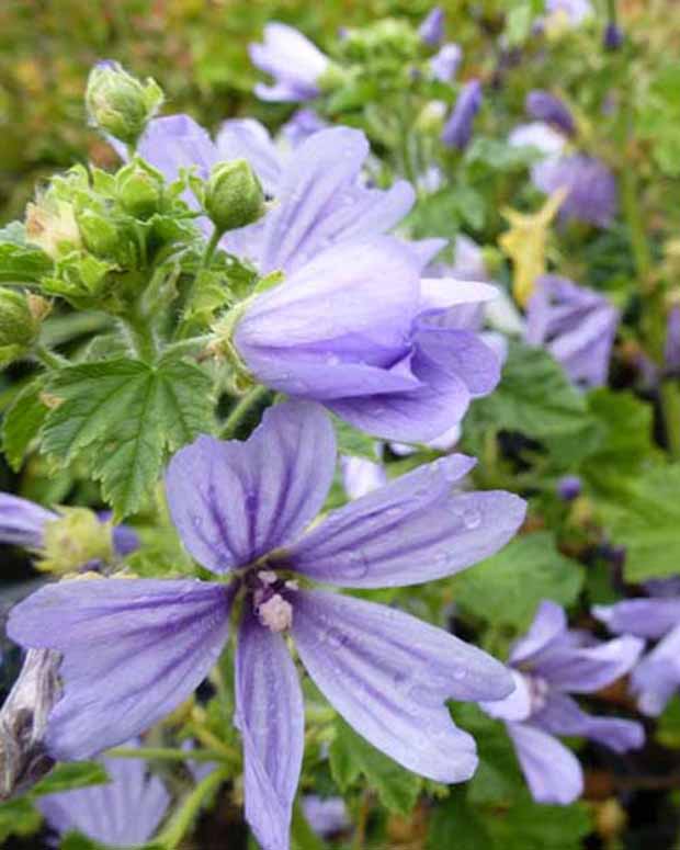 Kaasjeskruid - Malva sylvestris primley blue - Tuinplanten