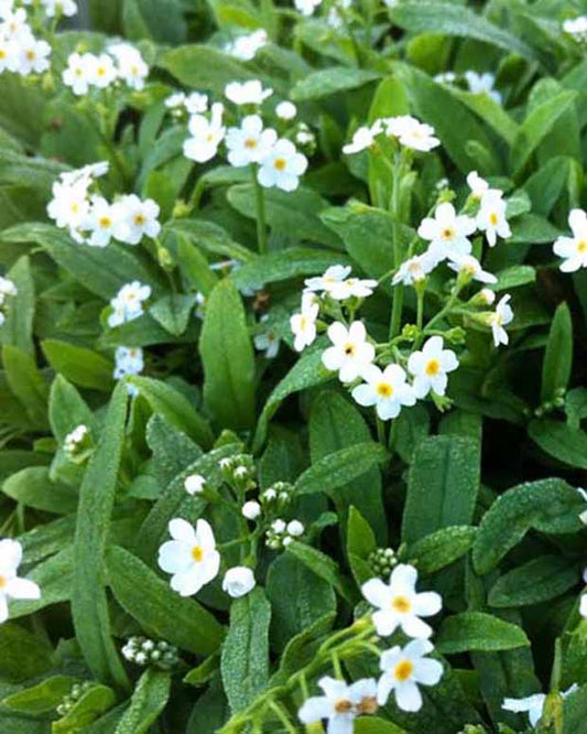 Vergeet-mij-nietje - Myosotis palustris ice pearl - Tuinplanten