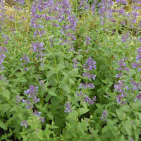 Kattekruid Dawn To Dusk - Nepeta grandiflora dawn to dusk - Tuinplanten