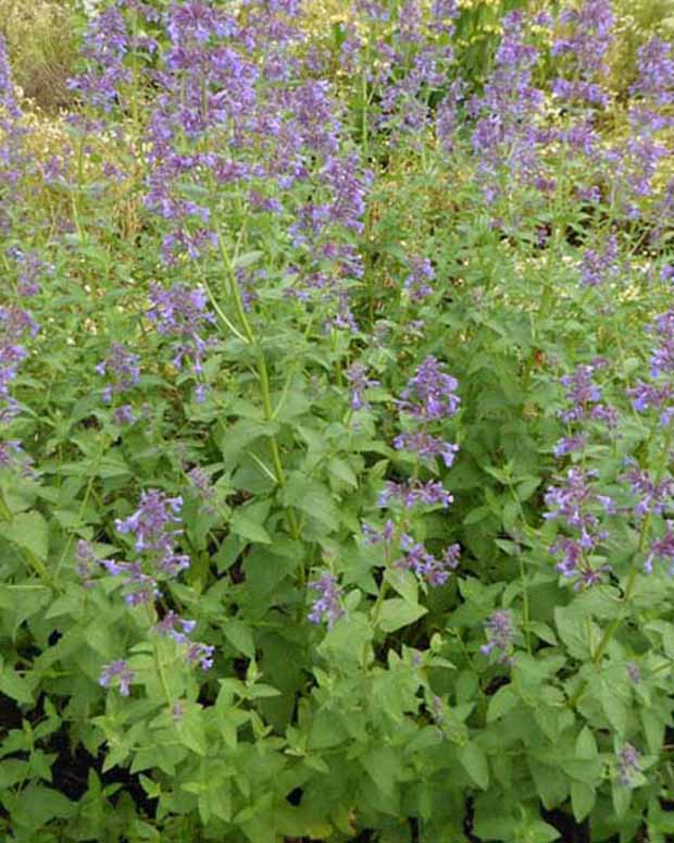 Kattekruid Dawn To Dusk - Nepeta grandiflora dawn to dusk - Tuinplanten