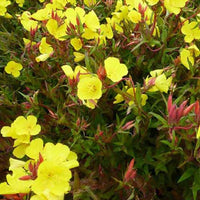 Teunisbloem Erica Robin - Oenothera fruticosa erica robin - Tuinplanten