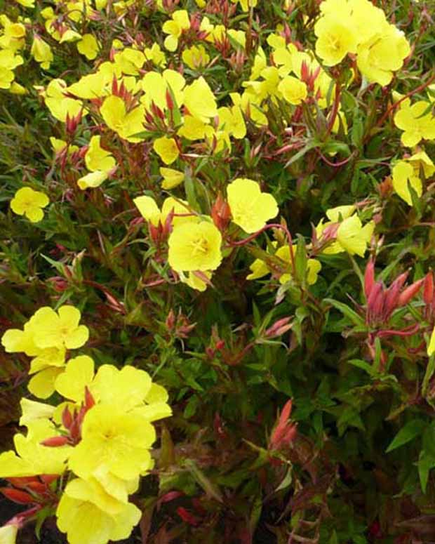 Teunisbloem Erica Robin - Oenothera fruticosa erica robin - Vaste planten