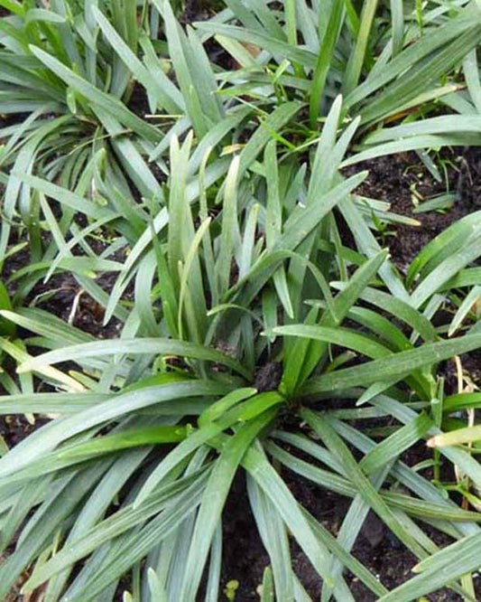 Slangebaard - Ophiopogon japonicus minor - Tuinplanten