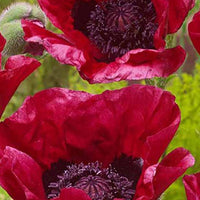 Klaproos Marlene - Papaver orientale marlene - Tuinplanten