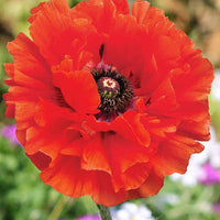 Klaproos Eyecatcher - Papaver orientale eyecatcher - Tuinplanten