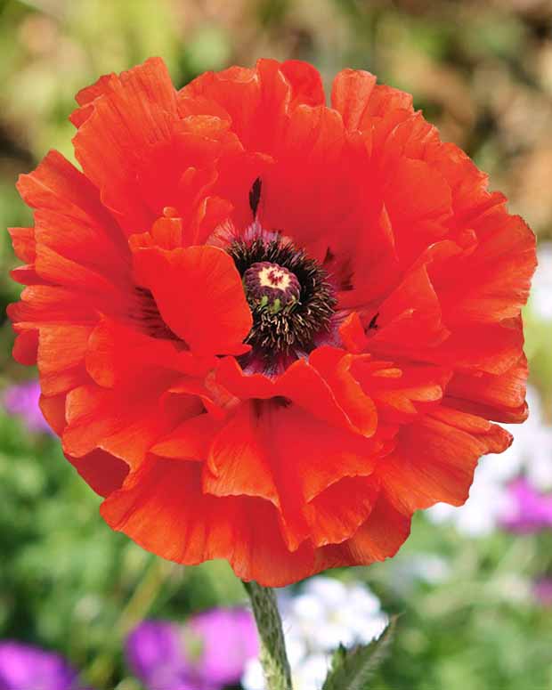 Klaproos Eyecatcher - Papaver orientale eyecatcher - Tuinplanten