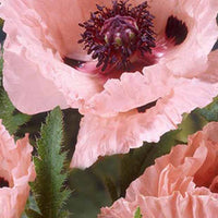 Klaproos Mrs Perry - Papaver orientale mrs perry - Type plant