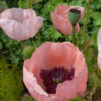 Klaproos Prinzessin Viktoria Luise - Papaver orientale prinzessin viktoria luise - Tuinplanten