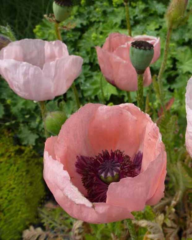 Klaproos Prinzessin Viktoria Luise - Papaver orientale prinzessin viktoria luise - Tuinplanten