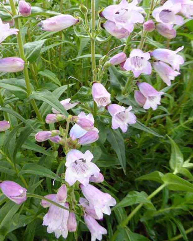 Slangenkop Stapleford Gem - Penstemon stapleford gem - Tuinplanten