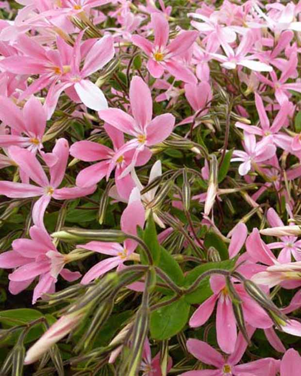 Vlambloem Wagon Wheel - Phlox adsurgens wagon wheel - Tuinplanten