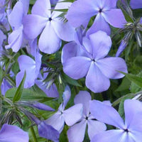 Vlambloem Blue Moon - Phlox blue moon - Tuinplanten