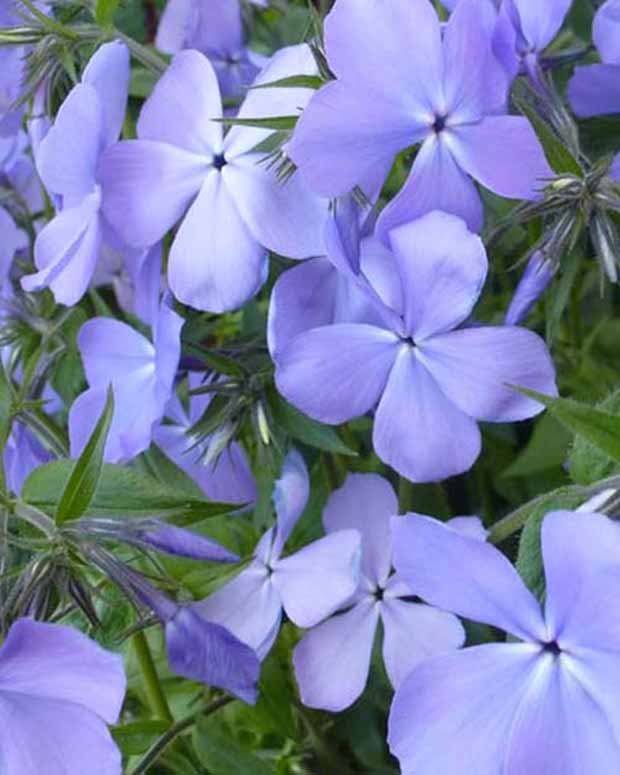 Vlambloem Blue Moon - Phlox blue moon - Tuinplanten