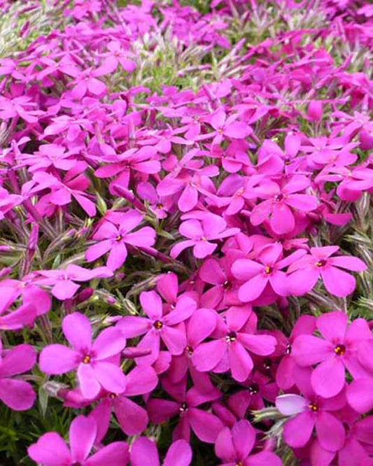 Vlambloem Douglas Crackerjack - Phlox crackerjack - Tuinplanten