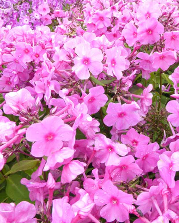 Vlambloem Pink Eye Flame - Phlox bartwelve pink flame - Tuinplanten