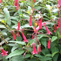 Kaapse Fuchsia African Queen - Phygelius rectus african queen - Tuinplanten