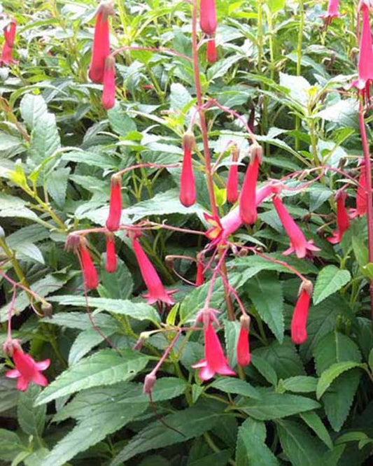 Kaapse Fuchsia African Queen - Phygelius rectus african queen - Tuinplanten