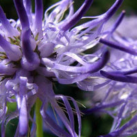 Rapunzel scheuchzeri - Phyteuma scheuchzeri - Tuinplanten