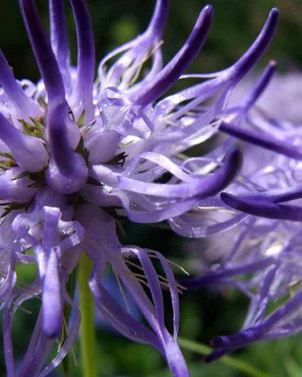 Rapunzel scheuchzeri - Phyteuma scheuchzeri - Tuinplanten