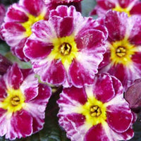 Sleutelbloem Dark Rosaleen - Primula dark rosaleen - Tuinplanten