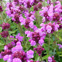 Bijenkorfje Altenberg - Prunella grandiflora altenberg rosa - Tuinplanten