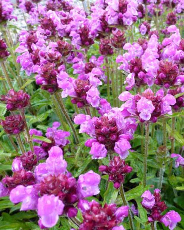 Bijenkorfje Altenberg - Prunella grandiflora altenberg rosa - Siergrassen