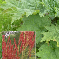 Sierrabarber - Rheum palmatum var. tanguticum - Tuinplanten