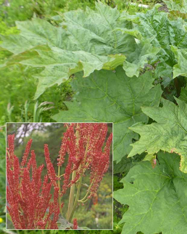 Sierrabarber - Rheum palmatum var. tanguticum - Tuinplanten