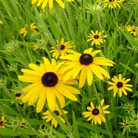 Zonnehoed speciosa - Rudbeckia fulgida speciosa - Tuinplanten