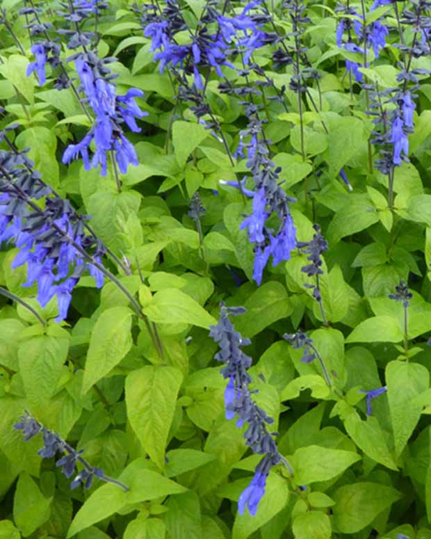 Siersalie guarani - Salvia guaranitica black and blue - Vaste planten