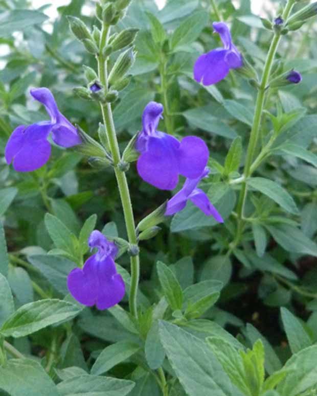 Siersalie Monrovia - Salvia microphylla blue monrovia - Vaste planten