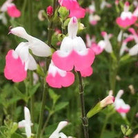 Siersalie Pink lips - Salvia microphylla jeremy pink lips - Tuinplanten