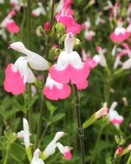 Siersalie Pink lips - Salvia microphylla jeremy pink lips - Tuinplanten