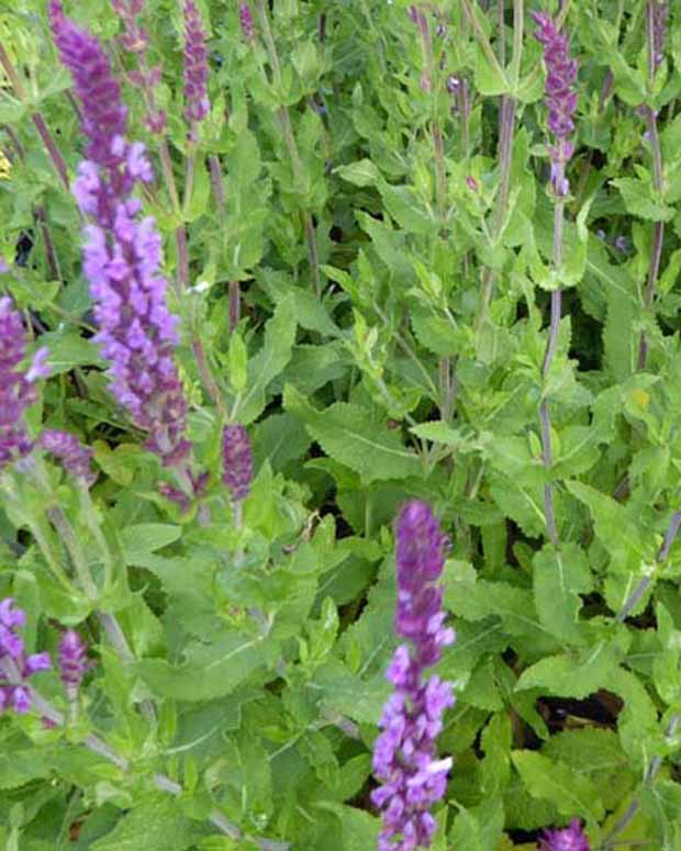 Siersalie Amethyst - Salvia nemorosa amethyst - Tuinplanten