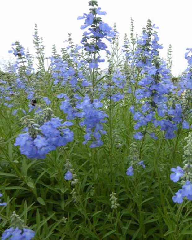 Siersalie African Skies - Salvia uliginosa african skies - Vaste planten