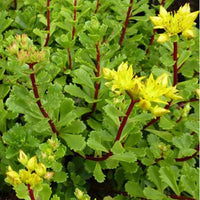 Vetkruid Weihenstephaner - Sedum floriferum weihenstephaner gold - Tuinplanten