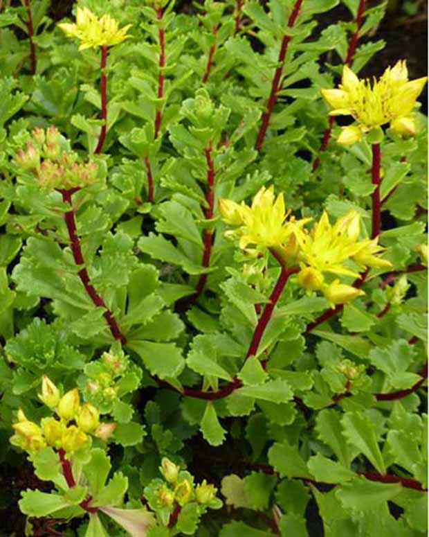 Vetkruid Weihenstephaner - Sedum floriferum weihenstephaner gold - Tuinplanten