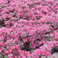 Vetkruid Bertram Anderson - Sedum bertram anderson - Tuinplanten