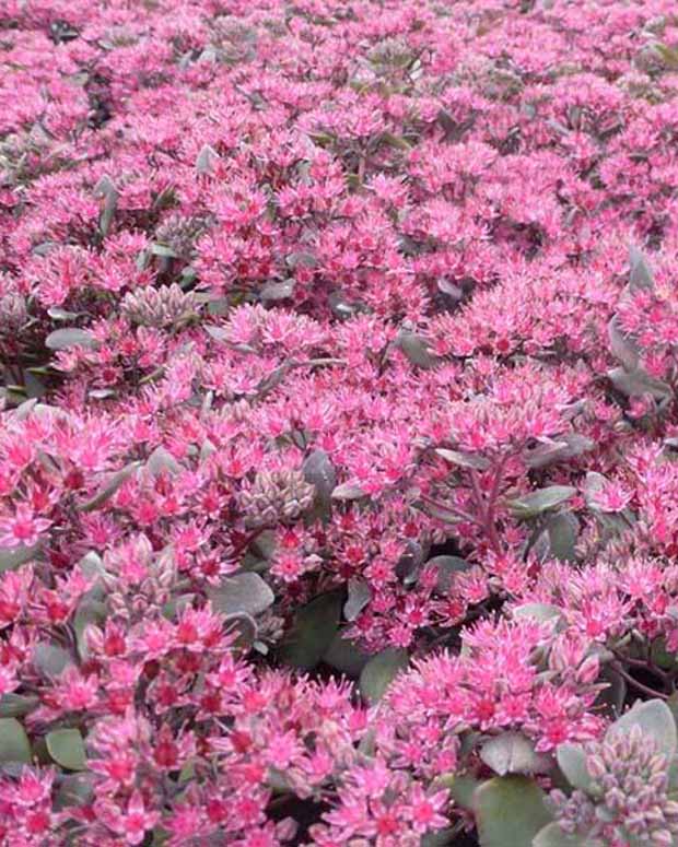 Vetkruid Bertram Anderson - Sedum bertram anderson - Vaste planten