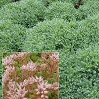 Vetkruid Vetkruid - Sedum hispanicum var. minus - Tuinplanten