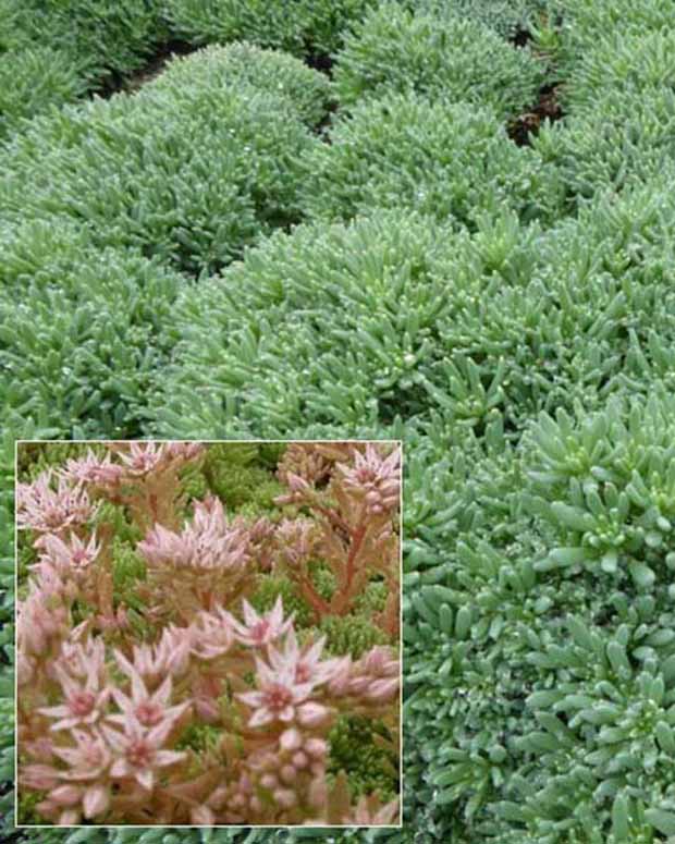 Vetkruid Vetkruid - Sedum hispanicum var. minus - Tuinplanten