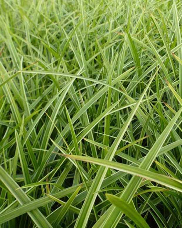 Zegge Japon Gilt - Carex morrowii gilt - Tuinplanten